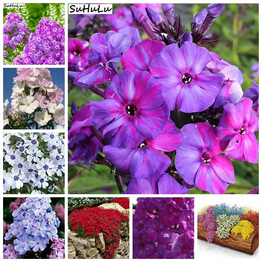 Sale! 200 Pcs Phlox Flower Outdoor Bonsai Plant For Home Garden Blooming Plants, China Most Popular Flowers Climbing Plant
Sale! 200 Pcs Phlox Flower Outdoor Bonsai Plant For Home Garden Blooming Plants, China Most Popular Flowers Climbing Plant