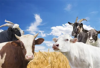Laeacco Farm Wheat Field Sheep Cow Portrait Scene Photographic Backgrounds Wall Customized Photography Backdrop For Photo Studio
Laeacco Farm Wheat Field Sheep Cow Portrait Scene Photographic Backgrounds Wall Customized Photography Backdrop For Photo Studio