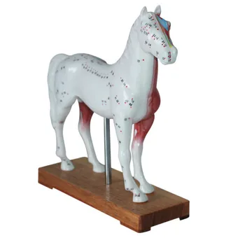 Horse Acupuncture Model Animal Acupuncture Models for Veterinarian's Reference Horse Anatomical Model Medical Teaching Models
Horse Acupuncture Model Animal Acupuncture Models for Veterinarian's Reference Horse Anatomical Model Medical Teaching Models