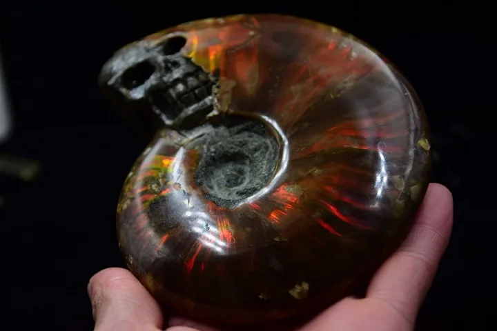 AAAAA + seven colour light beautiful natural quartz crystal skulls to heal The snail's shell specimens
AAAAA + seven colour light beautiful natural quartz crystal skulls to heal The snail's shell specimens