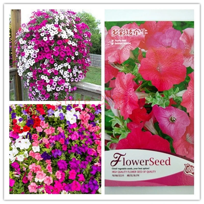 100% real big flower petunia bonsai, 30 pcs, beautiful colors suitable for planting in the home garden.
100% real big flower petunia bonsai, 30 pcs, beautiful colors suitable for planting in the home garden.