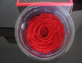 8-9cm Red Preserved Rose Flowers with Box For Wedding Party Birthday Valentine's Day Gift Favors
8-9cm Red Preserved Rose Flowers with Box For Wedding Party Birthday Valentine's Day Gift Favors
