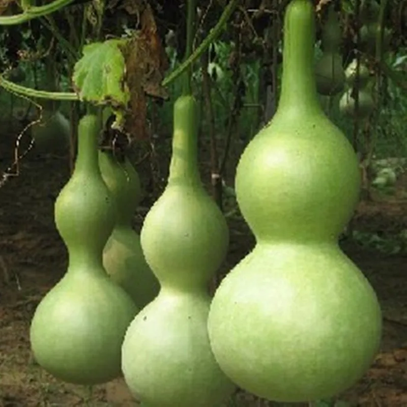 50 pcs/ bag Outdoor Gourd Melon Plant Bonsai Potted Delicious Melon Vegetable Planta For Home Garden Decor Easy to Grow
50 pcs/ bag Outdoor Gourd Melon Plant Bonsai Potted Delicious Melon Vegetable Planta For Home Garden Decor Easy to Grow