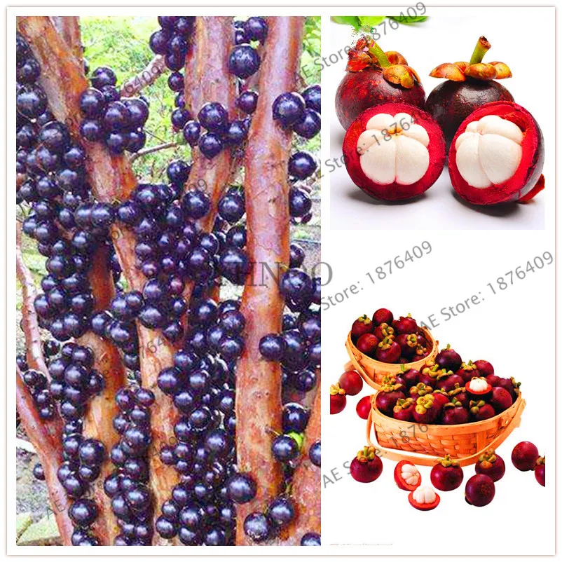 10 Pcs sweet Mangostana bonsai Evergreen Tree Purple Mangosteen Fruit flores,Garden Plant,Very Popular
10 Pcs sweet Mangostana bonsai Evergreen Tree Purple Mangosteen Fruit flores,Garden Plant,Very Popular