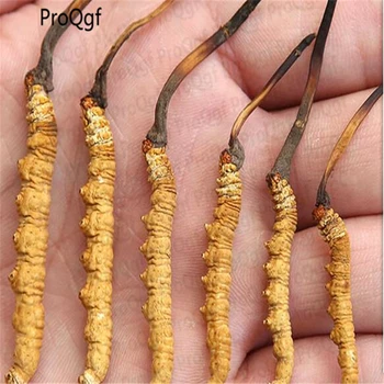 Ngryise 3Gram A Set Cordyceps real 
Ngryise 3Gram A Set Cordyceps real