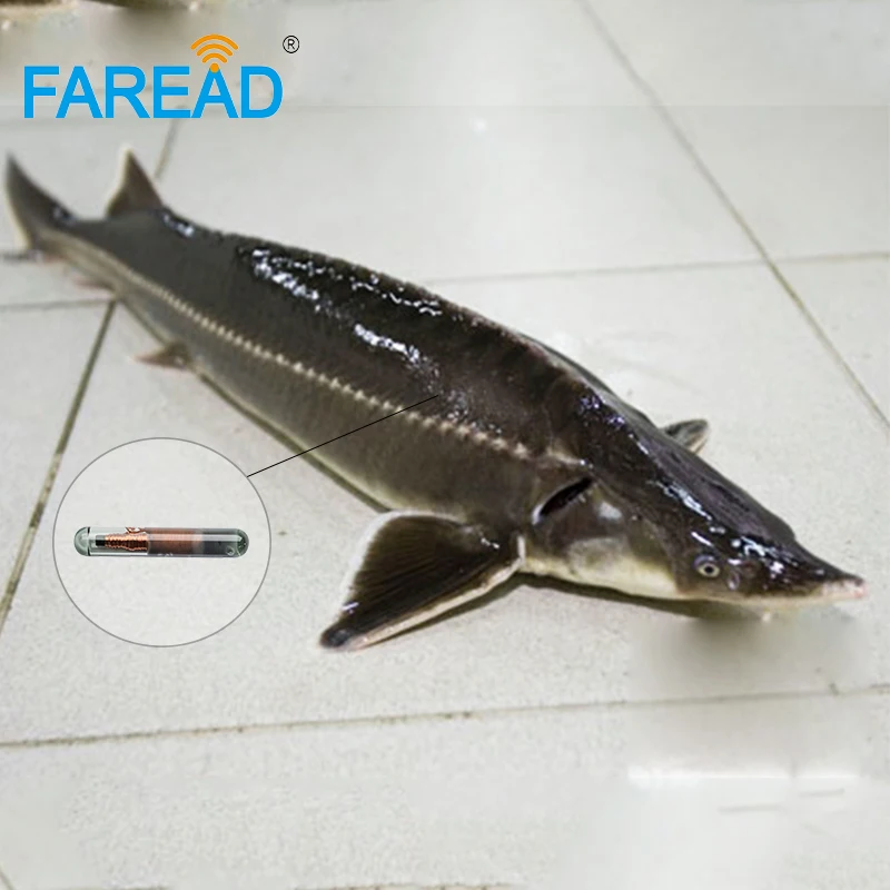 Free shipping x10pcs T5577 RFID injectable Microchip 2.12*12mm RFID microchip tag FDX-A Fecava fish tracking microchip
Free shipping x10pcs T5577 RFID injectable Microchip 2.12*12mm RFID microchip tag FDX-A Fecava fish tracking microchip