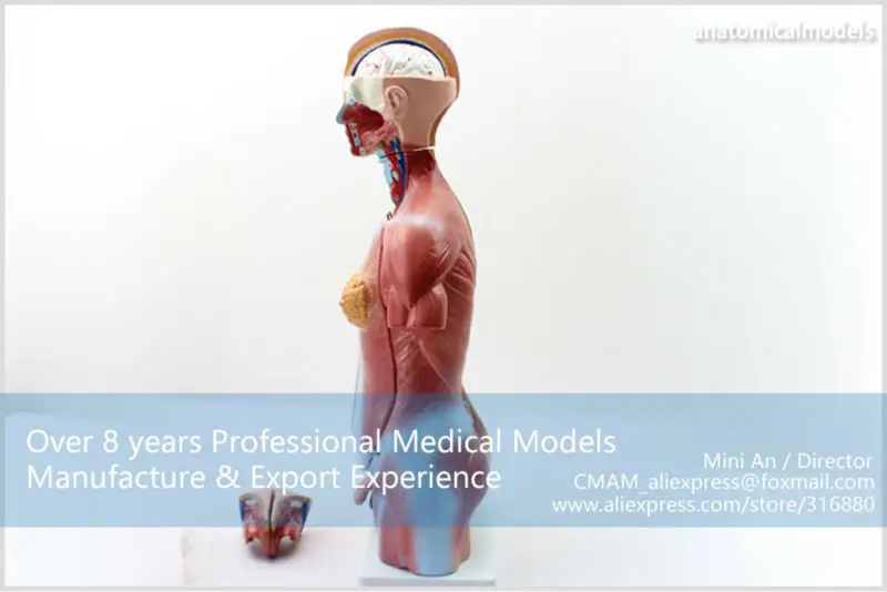 TORSO10 CMAM Tunk 23parts 45cm high bisexual anatomy model 5