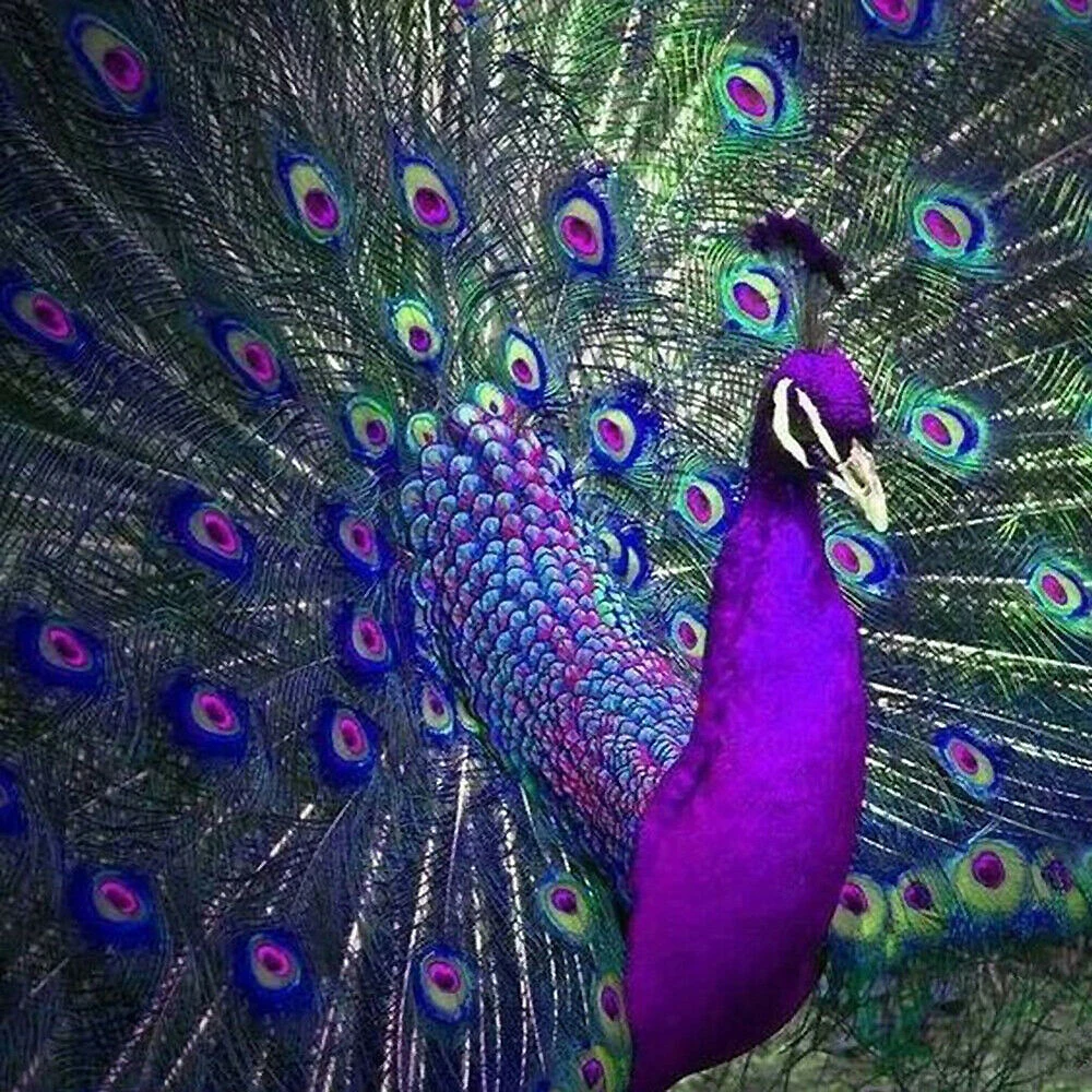 Peacock Full Drilled 5D Diamond Painting DIY Cross Stitch Colorful Peacock Opening Special Shaped Embroidery Diamond Paintings 1
Peacock Full Drilled 5D Diamond Painting DIY Cross Stitch Colorful Peacock Opening Special Shaped Embroidery Diamond Paintings 1