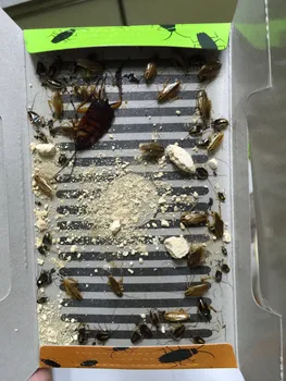 10 pcs Mr.Bug Cockroach Bait Killer Trap Anti Pest Cock roach Pest Control Traps cockroach killer german cockroach kill house
10 pcs Mr.Bug Cockroach Bait Killer Trap Anti Pest Cock roach Pest Control Traps cockroach killer german cockroach kill house
