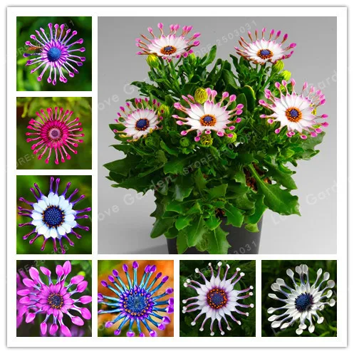 Multi-Color Available Hot Selling 100Pcs/Bag Rare Osteospermum Bonsai Potted Flowering Plants,Daisy Bonsai ,95% Germination
Multi-Color Available Hot Selling 100Pcs/Bag Rare Osteospermum Bonsai Potted Flowering Plants,Daisy Bonsai ,95% Germination