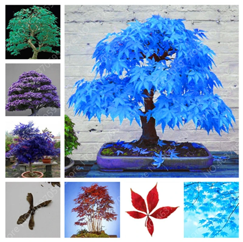 Hot Sale 30 Pcs Garden Mini Bonsai Maple Tree, Rare Colorful Maple Tree Plants Indoor Ornamentals Lanscape Pot Perennial Garden 
Hot Sale 30 Pcs Garden Mini Bonsai Maple Tree, Rare Colorful Maple Tree Plants Indoor Ornamentals Lanscape Pot Perennial Garden