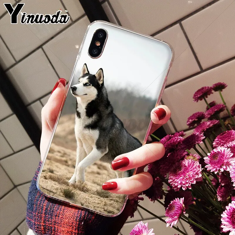 Animal Husky cute Puppy Dog