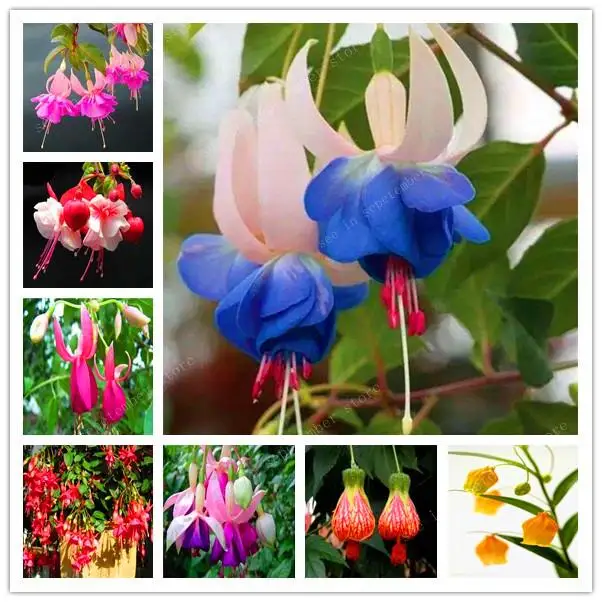 Multiple Color Fuchsia Bonsai, Hybrida Hort Flores,Bonsai Lantern Flowers, For Garden Home Indoor Blooming Plants 100 Pcs/Bag
Multiple Color Fuchsia Bonsai, Hybrida Hort Flores,Bonsai Lantern Flowers, For Garden Home Indoor Blooming Plants 100 Pcs/Bag