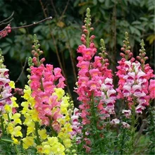 50seeds Potted Flowers snapdragon seeds Potted Bonsai Balcony plants for DIY home & garden,Easy to grow(China)