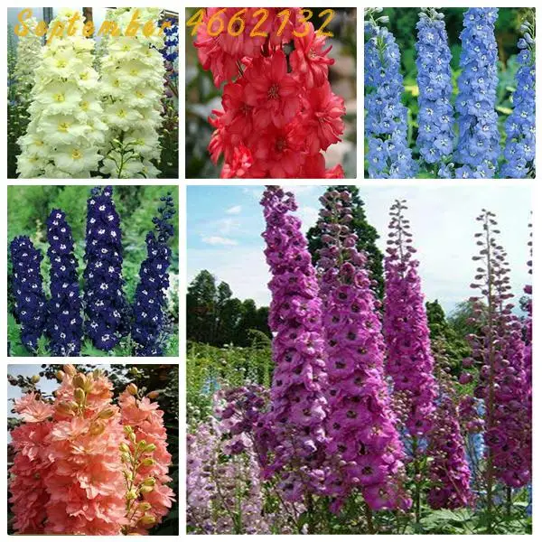 100 Pcs Colourful Delphinium Bonsai Japan Beautiful Giant Room Organic Flowers Hardy Mix Giant Delphinium bonsai plants
100 Pcs Colourful Delphinium Bonsai Japan Beautiful Giant Room Organic Flowers Hardy Mix Giant Delphinium bonsai plants