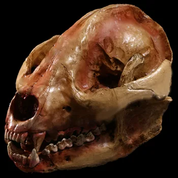 Detachable Simulation Animal Panda Head Skull Resin Crafts Specimen Medical Scary Home Decoration Skeleton Model Aquarium Decor
Detachable Simulation Animal Panda Head Skull Resin Crafts Specimen Medical Scary Home Decoration Skeleton Model Aquarium Decor