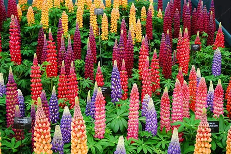 Lupins-2