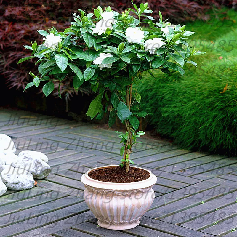50 Pcs / Bag, Jasmine bonsai plant ,jasminum Sambac, Potted Plants, Planting Seasons, Flowering Plants
50 Pcs / Bag, Jasmine bonsai plant ,jasminum Sambac, Potted Plants, Planting Seasons, Flowering Plants