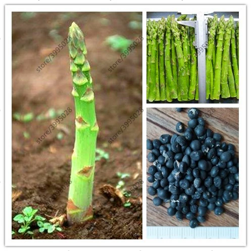 10 pcs/bag asparagus lower blood pressur,Organic Vegetable and fruit for Home Garden Plant
10 pcs/bag asparagus lower blood pressur,Organic Vegetable and fruit for Home Garden Plant