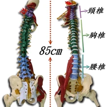 The body of the spine band belt spine model colored spine model