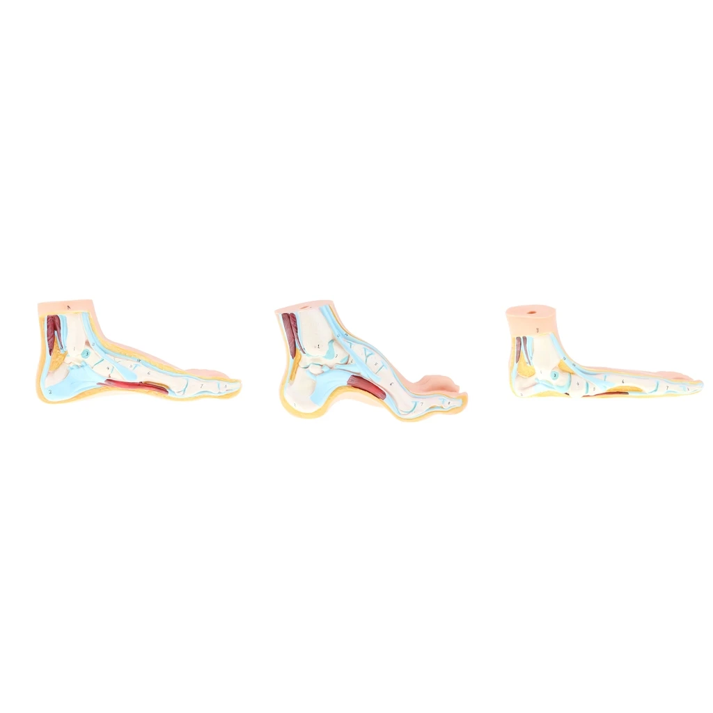 1:1 Lifesize Human Normal/ Flat Foot Model Anatomique Pied with Ligaments Bones Muscles Medical Anatomical Study Kit
1:1 Lifesize Human Normal/ Flat Foot Model Anatomique Pied with Ligaments Bones Muscles Medical Anatomical Study Kit