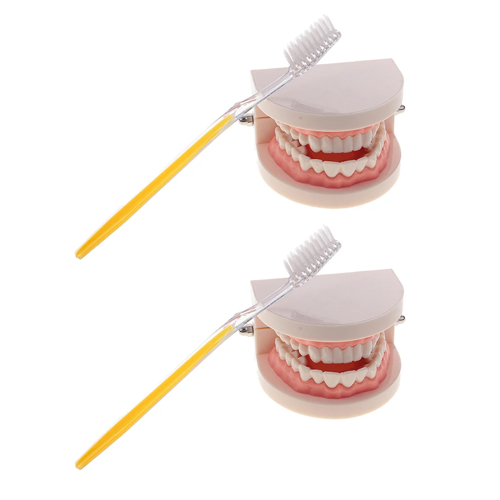 2 Sets 1:1 Human Mouth Teeth Model with Toothbrush School Teaching Learning Lab Ornament