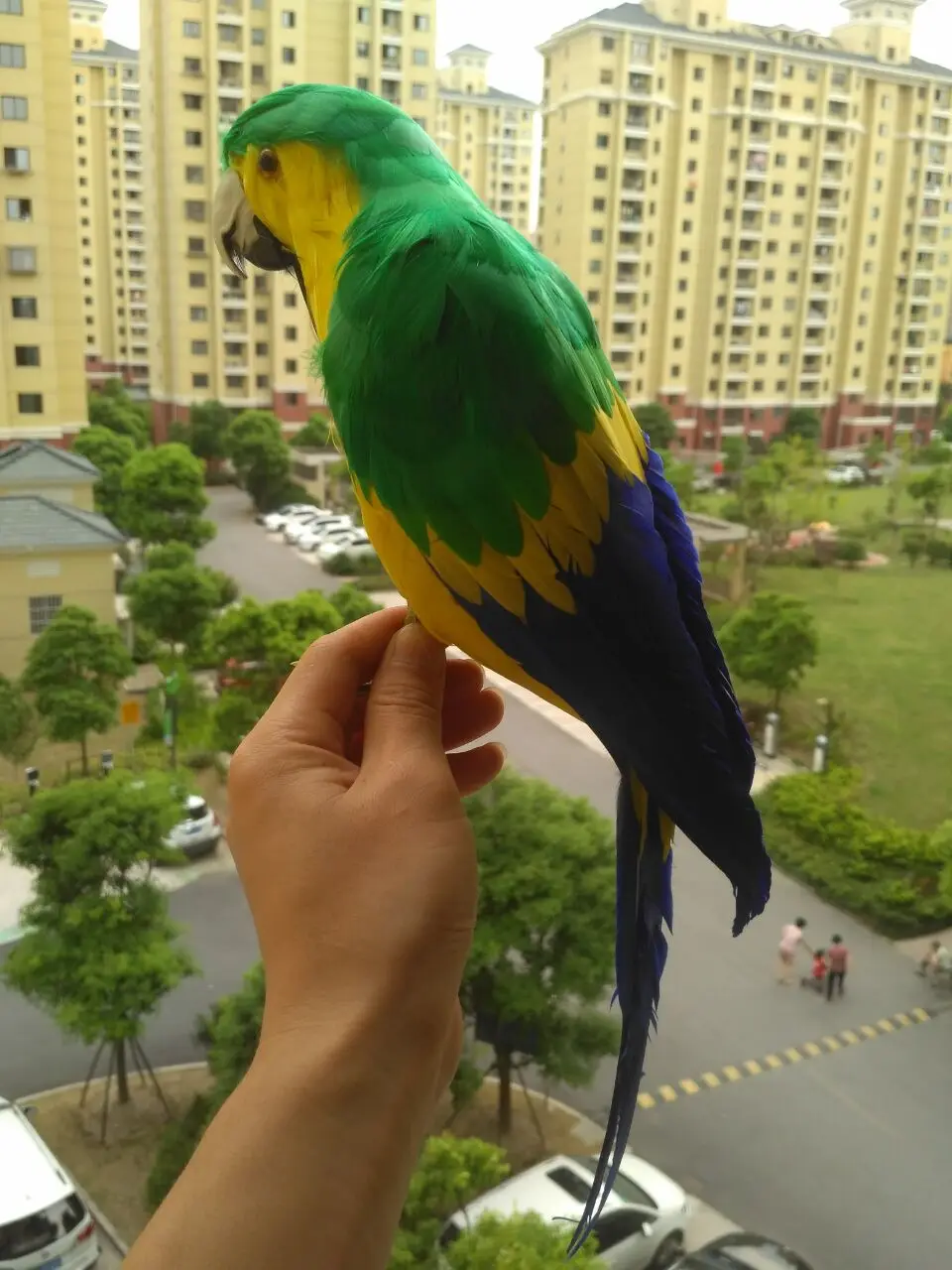 big simulation green&yellow parrot toy polyethylene&furs parrot model gift about 40cm 1476
big simulation green&yellow parrot toy polyethylene&furs parrot model gift about 40cm 1476