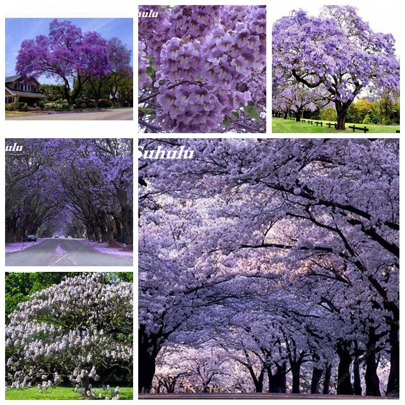 1000 Pcs Paulownia Bonsai(Princess Tree Or Empress Tree) Rare Purple Flower Tree Potted For DIY Garden Flowering Plants Decoring
1000 Pcs Paulownia Bonsai(Princess Tree Or Empress Tree) Rare Purple Flower Tree Potted For DIY Garden Flowering Plants Decoring