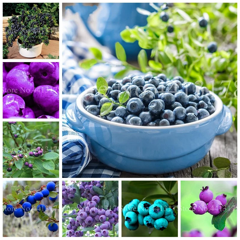 200 pcs Bonsai BlueBerry Planting Fruit Tree DIY Countyard Plants for Outdoor Garden Highbush Blueberries Decor Free Shipping
200 pcs Bonsai BlueBerry Planting Fruit Tree DIY Countyard Plants for Outdoor Garden Highbush Blueberries Decor Free Shipping