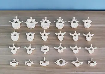 24 section detachable Human spine skeleton model loose bone spine medical orthopedic bone teaching equipment
24 section detachable Human spine skeleton model loose bone spine medical orthopedic bone teaching equipment