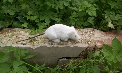 white cute simulation mouse toy polyethylene & furs model gift about 27x7x7cm 2288 | Игрушки и хобби