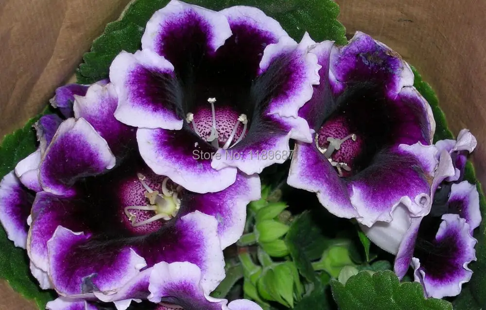 100pcs / bag Gloxinia plants rare flower variety complete, the budding rate 95%, (Mixed colors)
100pcs / bag Gloxinia plants rare flower variety complete, the budding rate 95%, (Mixed colors)