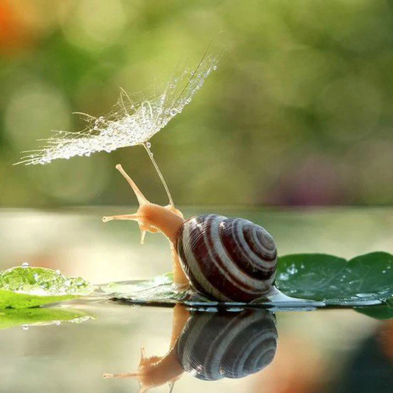 A1267 Diamond Embroidery Home Decor 3DIY Snail 100% area Resin Tool dril Painting Cross Stitch Fashion Mosaic Needlework
A1267 Diamond Embroidery Home Decor 3DIY Snail 100% area Resin Tool dril Painting Cross Stitch Fashion Mosaic Needlework