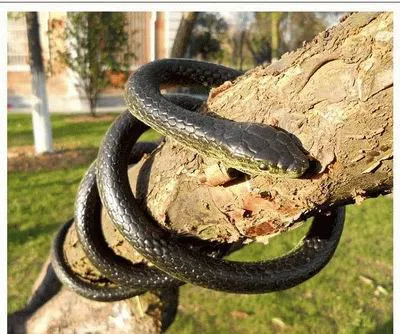 Halloween Fool Day Trick Extended Simulation Snake Model 133cm Fake Snake Toy Furnishing Articles Received gadgets funny toys
Halloween Fool Day Trick Extended Simulation Snake Model 133cm Fake Snake Toy Furnishing Articles Received gadgets funny toys