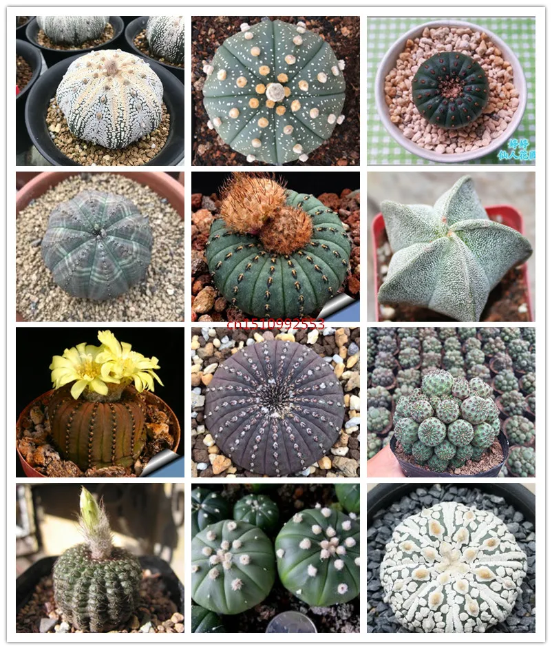 50pcs mix Frailea asterioides Cactus Bonsai Plants Colorful succulent seedlings Flower Perennial Planting Potted for Home Garden
50pcs mix Frailea asterioides Cactus Bonsai Plants Colorful succulent seedlings Flower Perennial Planting Potted for Home Garden