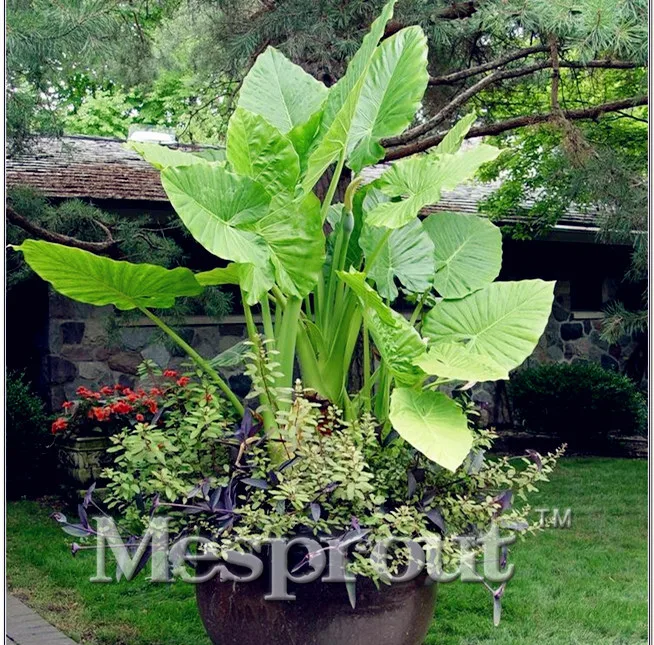 New Home Garden Plant Alocasia Macrorrhiza Bonsai, Indoor bonsai Aquatic plants Bonsai - 100 pcs Elephant Ear Taro Dishlia
New Home Garden Plant Alocasia Macrorrhiza Bonsai, Indoor bonsai Aquatic plants Bonsai - 100 pcs Elephant Ear Taro Dishlia