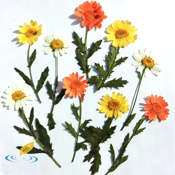 10 Pcs Chrysanthemum With Branch Dried Flowers Specimens Natural Plant Pressed Flower DIY Creative Gift Pack Card Material
10 Pcs Chrysanthemum With Branch Dried Flowers Specimens Natural Plant Pressed Flower DIY Creative Gift Pack Card Material
