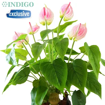 INDIGO- Pink Anthurium Bouquet (18pcs Leaves+3Pcs Flower +Vase) Real Touch Wedding Flower Floral Party Table Decoration
INDIGO- Pink Anthurium Bouquet (18pcs Leaves+3Pcs Flower +Vase) Real Touch Wedding Flower Floral Party Table Decoration