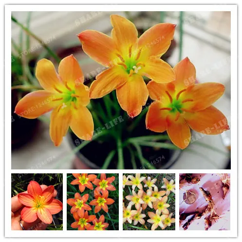 2 Bulbs Orange Zephyranthes Candida Bulbs Bonsai Flower Bulbs Outdoor Plant Natural Growth Bonsai
2 Bulbs Orange Zephyranthes Candida Bulbs Bonsai Flower Bulbs Outdoor Plant Natural Growth Bonsai