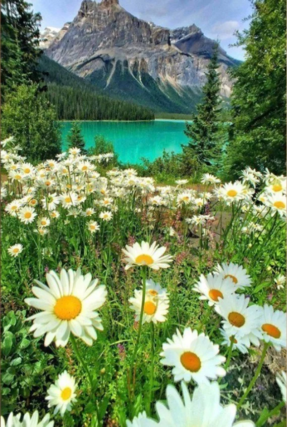 Full circular Diamond Painting Daisy Garden Diamond Embroidery Cross Stitch Tree Diamond Landscape Rhinestones Home Decor
Full circular Diamond Painting Daisy Garden Diamond Embroidery Cross Stitch Tree Diamond Landscape Rhinestones Home Decor