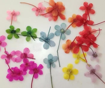 100pcs Pressed Dried Water Lily Flower Plant Herbarium For Jewelry Postcard Phone Case Craft Making Accessories
100pcs Pressed Dried Water Lily Flower Plant Herbarium For Jewelry Postcard Phone Case Craft Making Accessories