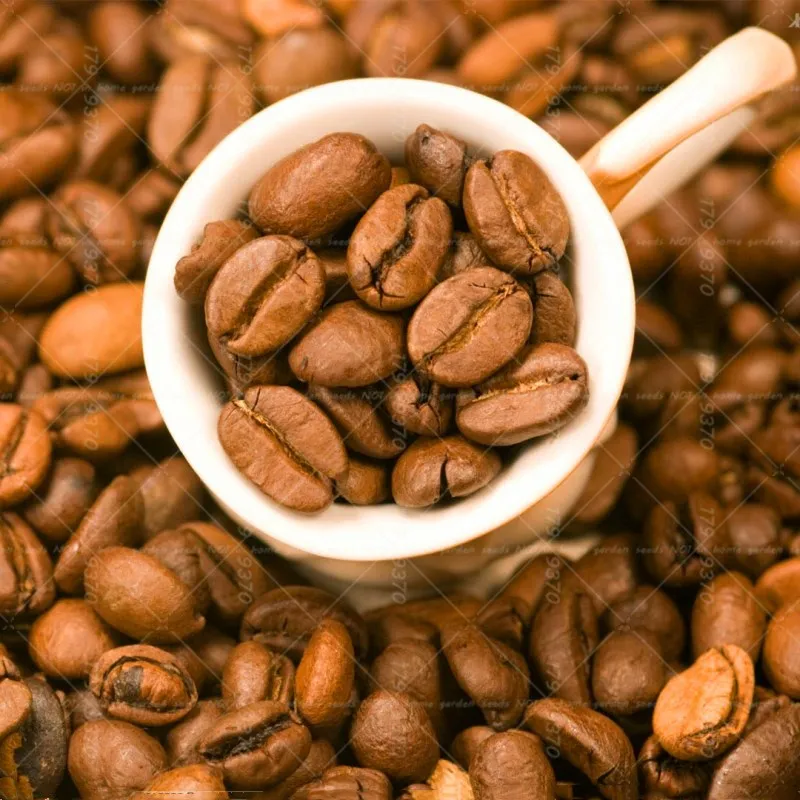 20pcs bonsai Coffee 100%true coffee tree Nasiona kawy ,Koffiezaad,Kaffeesamen,Bonsai potted plants for home garden planting
20pcs bonsai Coffee 100%true coffee tree Nasiona kawy ,Koffiezaad,Kaffeesamen,Bonsai potted plants for home garden planting