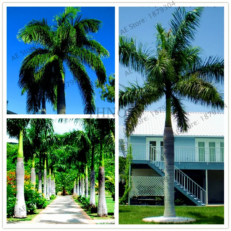 5pcs/bag Cuban Royal Palm flores Exotic Plants Balcony seaside Bonsai Ornamental tree Home Garden Plants Tree
5pcs/bag Cuban Royal Palm flores Exotic Plants Balcony seaside Bonsai Ornamental tree Home Garden Plants Tree