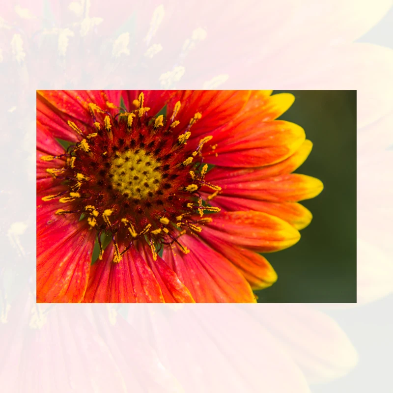 New Art Wall 5D Sunflower Diamond Craft Kit Cross Stitch Painting Embroidery Gift Home Decor
New Art Wall 5D Sunflower Diamond Craft Kit Cross Stitch Painting Embroidery Gift Home Decor