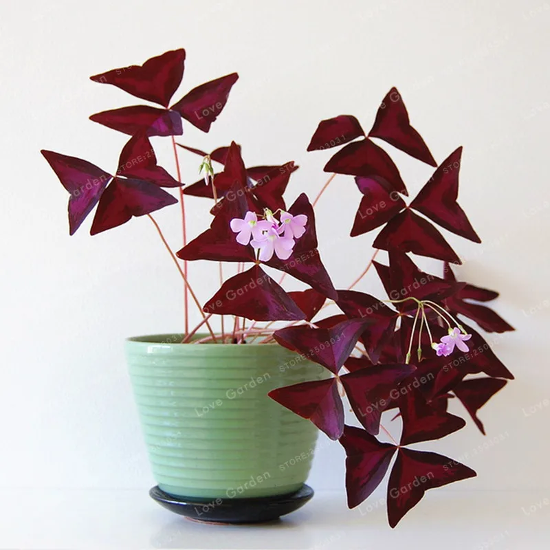 Oxalis Wood Sorrel Flower Oxalis Purple Shamrock Clover 100% Real Flower Bonsai plant Perennial Outdoor for Home Garden 100Pcs
Oxalis Wood Sorrel Flower Oxalis Purple Shamrock Clover 100% Real Flower Bonsai plant Perennial Outdoor for Home Garden 100Pcs