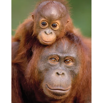 Square/Round Drill,DIY Diamond Painting "Orangutan & Baby" Animal Embroidery Cross Stitch Mosaic Full Of Rhinestone Decoration
Square/Round Drill,DIY Diamond Painting "Orangutan & Baby" Animal Embroidery Cross Stitch Mosaic Full Of Rhinestone Decoration