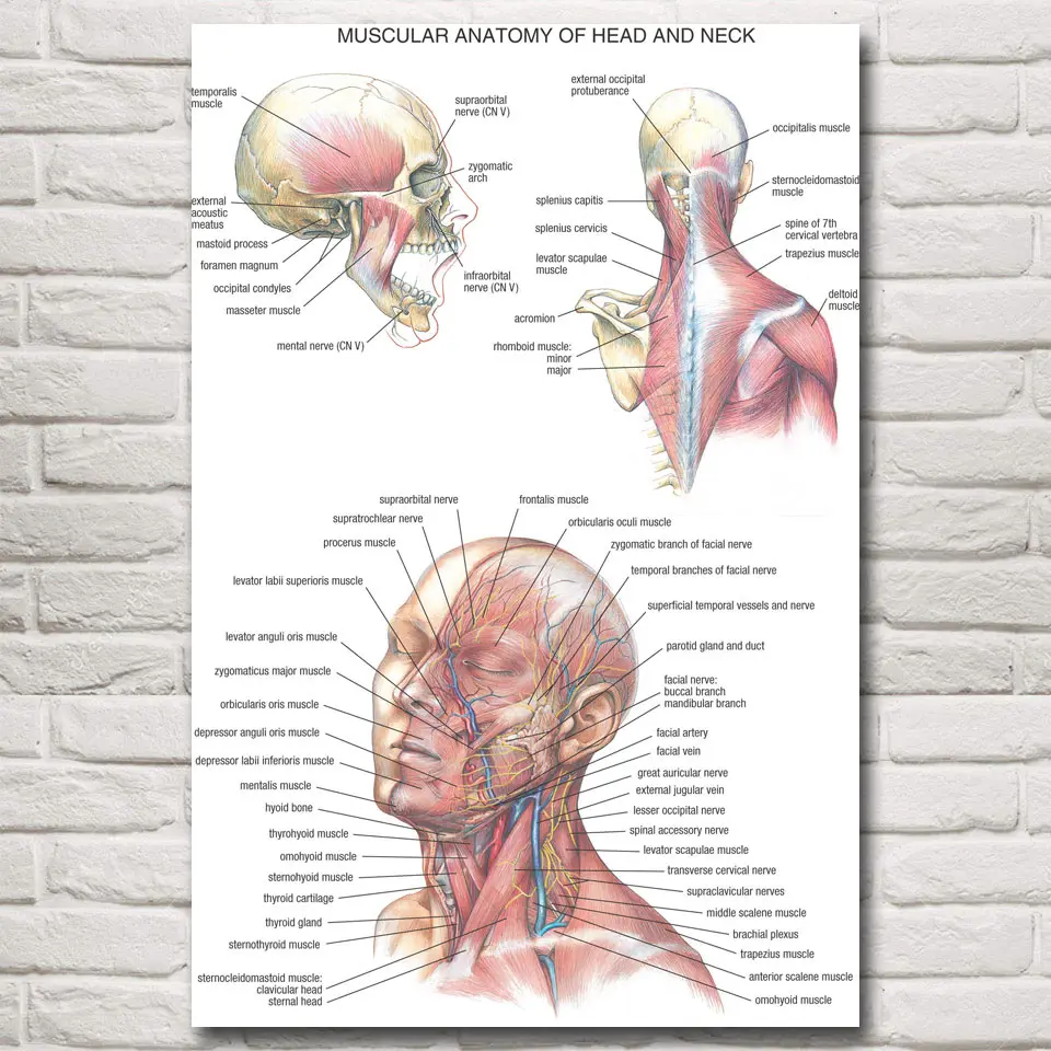 Cuadro De Arte Cartel Anatomía Muscular Cuerpo Humano Enmarcado Vintage médica impresión