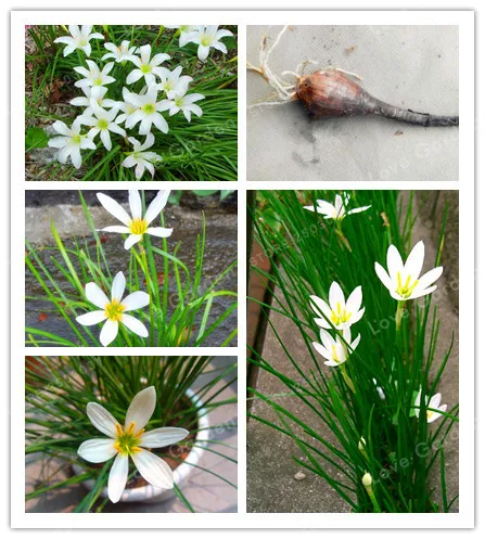 2Bulb Zephyranthes Candida (onion Orchid Bulb) Easy Planting, Balcony Fun Indoor Outdoo Flower Pots Plant
2Bulb Zephyranthes Candida (onion Orchid Bulb) Easy Planting, Balcony Fun Indoor Outdoo Flower Pots Plant