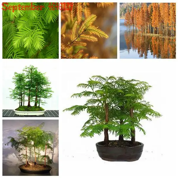 Big Promotion! 50 Pcs Pack Dawn Redwood Bonsai Tree Grove Metasequoia Glyptostroboides Bonsai plant DIY Home Gardening potted
Big Promotion! 50 Pcs Pack Dawn Redwood Bonsai Tree Grove Metasequoia Glyptostroboides Bonsai plant DIY Home Gardening potted