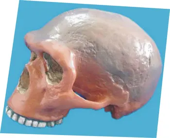 Primitive Human Skull Model Human Head Skeleton Medical Teaching Resource Halloween Party Home Decoration Medical Teaching Model
Primitive Human Skull Model Human Head Skeleton Medical Teaching Resource Halloween Party Home Decoration Medical Teaching Model